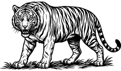 Obraz premium Majestic tiger walking in the grass engraving style vintage vector illustration