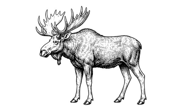 Vintage hand drawn sketch of a moose, wild elk deer vector illustration