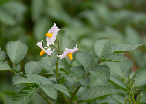 Hojas y flores de Solanum tuberosum (papa, patata)