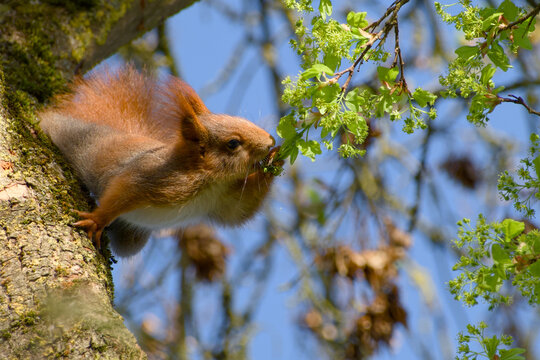 Red squirrel feeding on tree blossoms