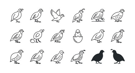 Obraz premium Set of quail bird line art illustrations in various poses and styles