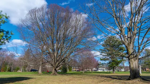 Time-lapse shot of North Andover town common park side with leafless trees beneath vivid blue sky during sunny day, Massachusetts, US