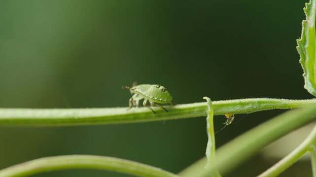 Macro close up of a green shield bug nymph on a plant stem in Remscheid, North Rhine-Westphalia, Germany. Natural sunlight, detailed insect texture and soft background.