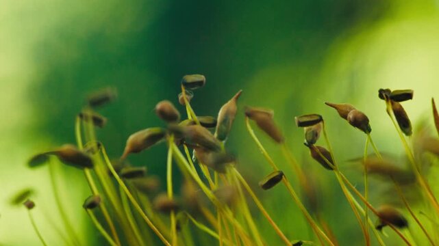 Macro of Funaria hygrometrica moss (Cord Moss) releasing spores. Capsules on thin setae move in the wind, dispersing fine spores into the air. Natural light, shallow depth of field.