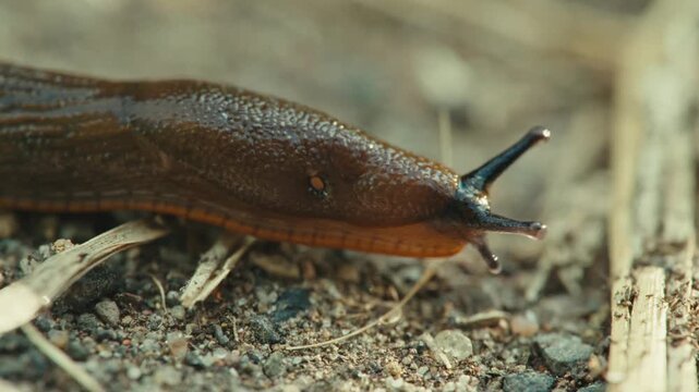 Macro close up of a Spanish slug (Arion vulgaris) crawling over sandy, stony ground while yellow meadow ants (Lasius flavus) carry another ant along the bottom of the frame in Remscheid, Germany.