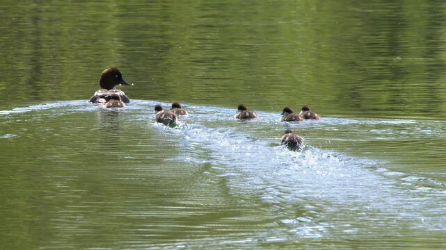 Two adorable fuzzy ducklings swim hard to catch up to Goldeneye mom