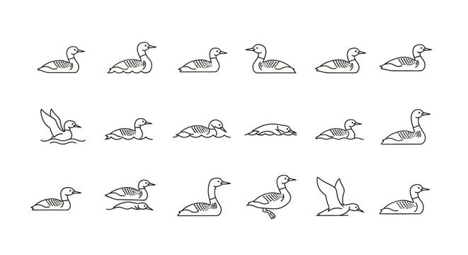 Outlined illustrations of loons in various poses for design and concept