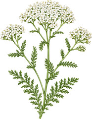 Achillea millefolium illustration art © Diono