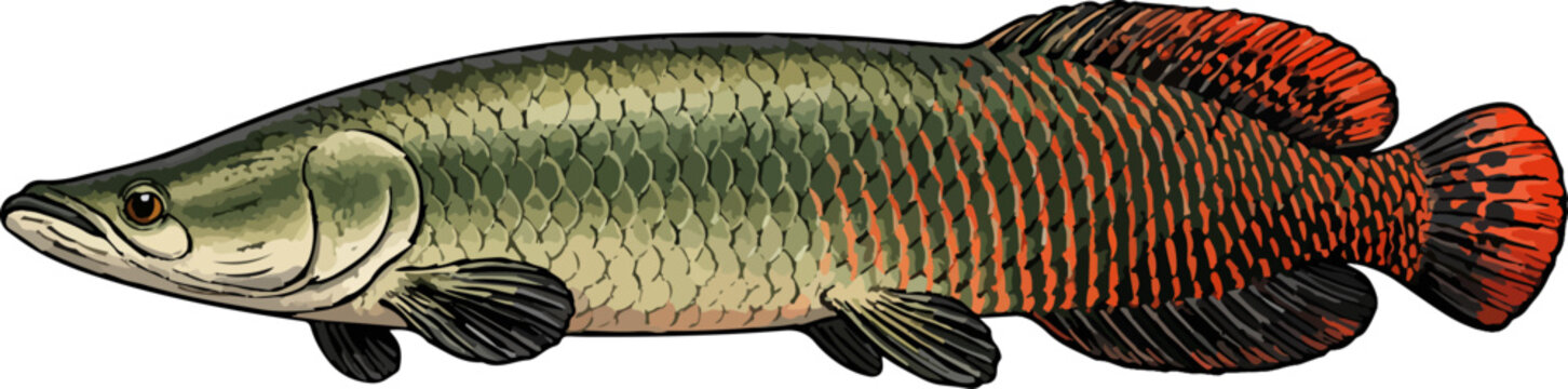Arapaima gigas illustration art