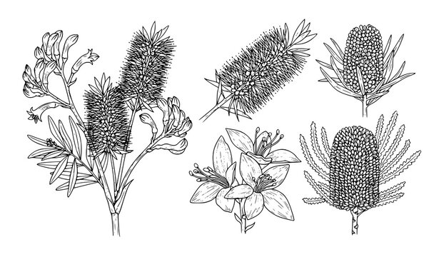 Detailed vintage botanical wildflower sketches and native field flowers hand drawn vector illustration