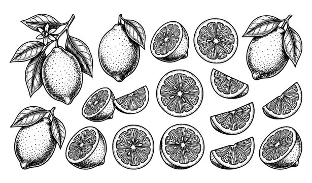 Hand drawn fresh lemon and organic citrus fruit slices vector illustration set isolated on white background