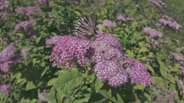 Scarce Swallowtail butterfly (Iphiclides podalirius) is actively collecting nectar from clusters of rosy-pink Japanese meadowsweet (Spiraea japonica).