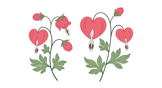Two sprigs of bleeding heart flowers with bright pink heart shaped petals and green leaves on a white background.
