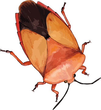 Theseus modestus illustration art