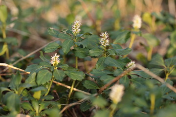 フッキソウの花が旬を迎えた春の林床 © akht.mymt