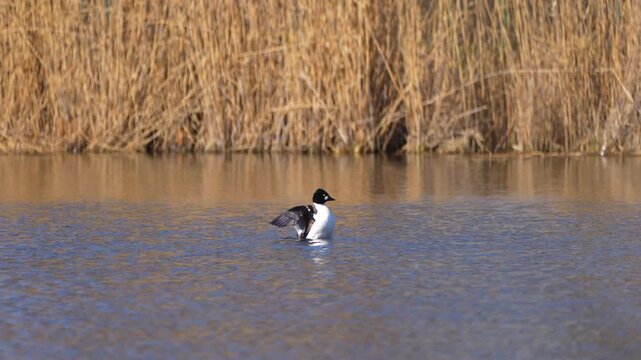a common goldeneye on a pond