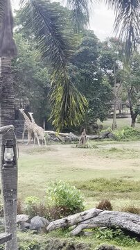 Pair of giraffe with herd of zebras at Mara River Safari Lodge Hotel in Indonesia Bali, morning run. 
