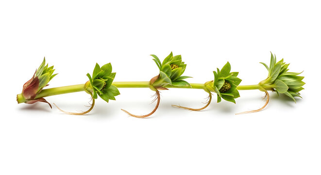 Isolated stem with small green buds and tiny brown roots on white background