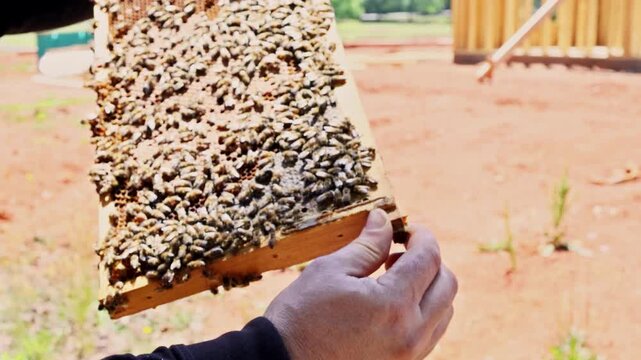 Beekeeper holds frame of honeycomb with bees buzzing around in sunny field