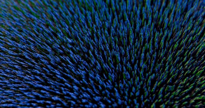 This dynamic video showcases how metal particles respond to a magnet, producing mesmerizing abstract visuals set against a striking black background that captivates the viewers attention