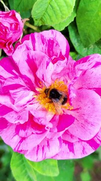 Vertical video social media - Macro closeup of a garden bumblebee (bombus lucorum), gathering pollen from the central yellow anther of a pink petal rose flower.