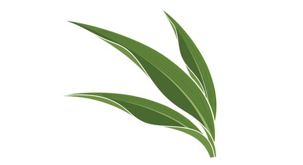 Fototapeta premium Group of long slender green leaves clustered together and curving elegantly in a natural botanical illustration on a white background.