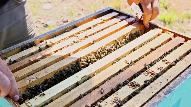 Beekeeper looks at hive frame filled with bees honeycomb in garden
