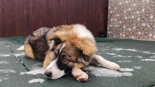 Dog resting on icy outdoor floor in winter yard near wooden fence, dog lying calmly on frozen surface after activity. Tired pet showing natural behavior, cold season lifestyle, closeup detail,