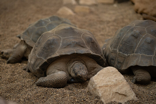 Giant tortoises resting on sandy ground in natural habitat with detailed shells and textured skin, wildlife conservation, longevity, biodiversity, exotic reptiles and animal behavior