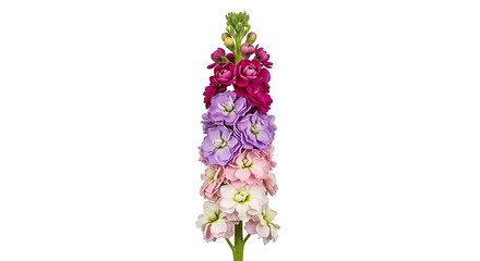 Obraz premium Beautiful multicolored stock flowers isolated on a pure white background