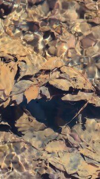 Mountain stream