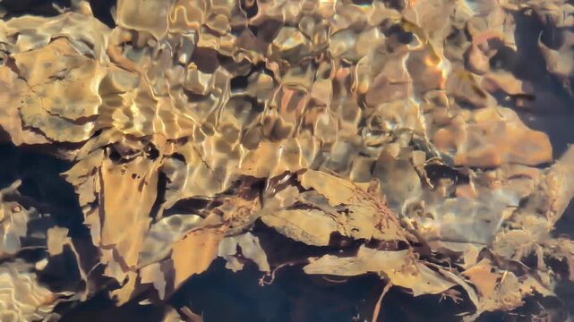 Mountain stream.