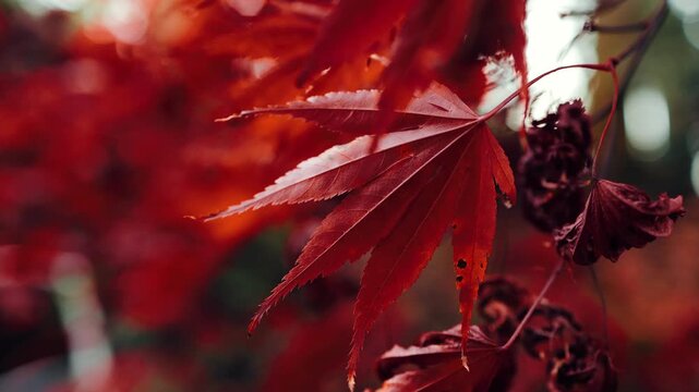 A macro shot captures beautiful red leaves of a Japanese maple tree swaying gently in an autumn park. Japan, foliage, macro, close, red, nature, aesthetic, calm, garden, oriental, zen, travel, tourism
