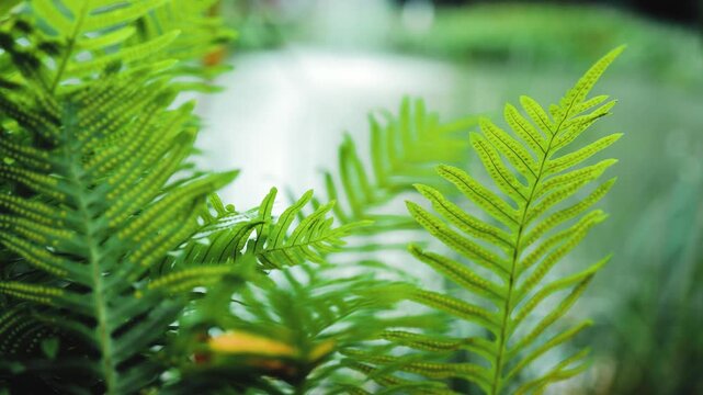 Beautiful green fern leaves sway near a peaceful pond with a blurry fountain backdrop in an Asian park. Nature, background, fresh, zen, aesthetic, oriental, calm, travel, botany, lifestyle, eco