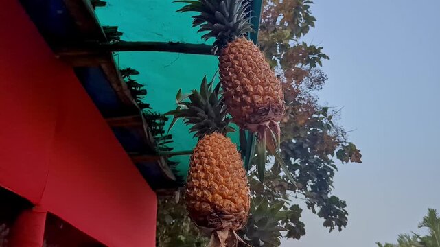 Closeup view of pineapples hanging outside fruit shop showing fresh tropical produce display