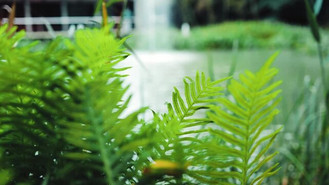 Bright green fern leaves sway near a peaceful pond with a blurry fountain backdrop in an Asian park. Nature, background, fresh, zen, aesthetic, oriental, calm, travel, botany, lifestyle, eco