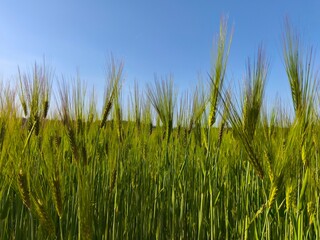 Obraz premium Low angle view of green barley ears against blue sky