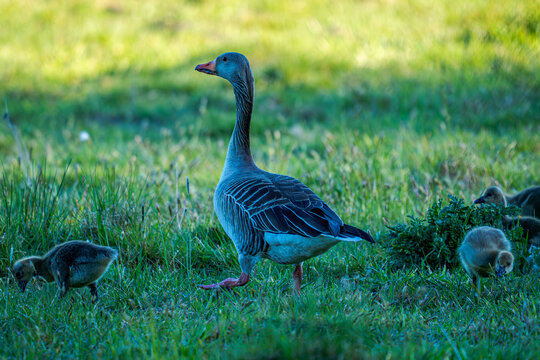 n der sanften Frische des Vormittags zieht sie ihre Bahnen durch das hohe, saftige Gras: die Mutter Gans, die mit einer Eleganz und Wachsamkeit &uuml;ber ihre kleinen, flauschigen Begleiter wacht, die sie 