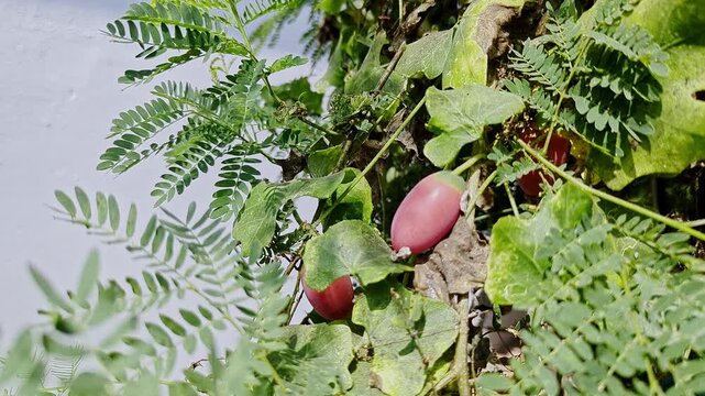 Closeup view of red ivy gourd fruit on plant showing ripe stage and texture