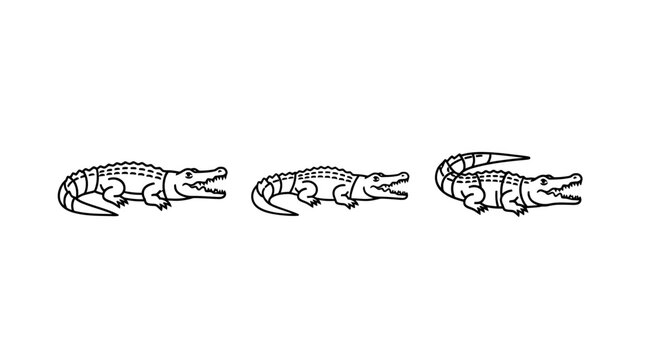 Four Sequential Stages of Walnut Cross Sections.