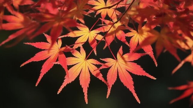 紅葉が舞い散る秋の暖色エフェクト