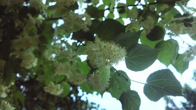 Bottom-up view of blooming Lime tree also known as Linden or Basswood tree (Tilia cordata) sways in the breeze in blue sky background