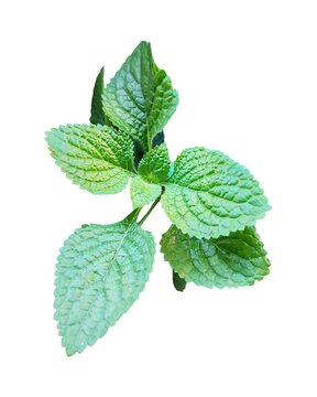 Fresh Green Coleus Amboinicus Indian Borage Plant Isolated on White Background
