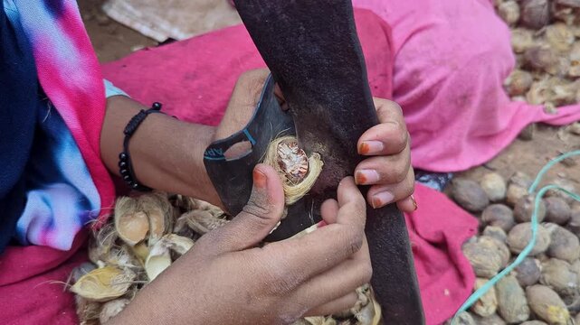 Closeup of girl peeling betel nuts using traditional hand tool in a rural setting