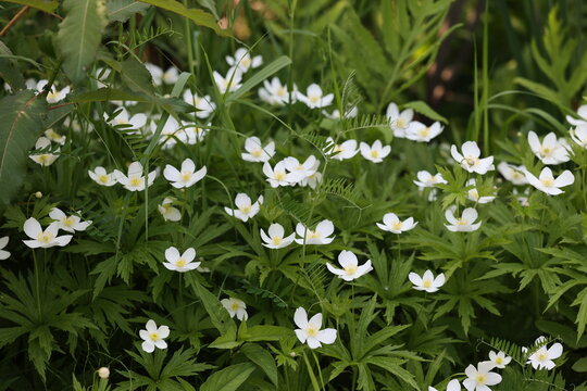 Jolies fleurs d'An&eacute;mone du Canada, Anemonastrum canadense