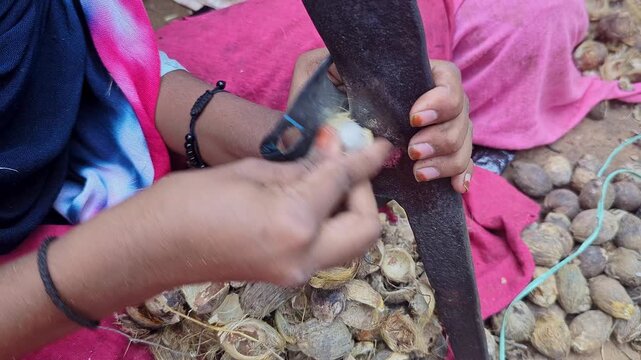 Closeup of girl peeling betel nuts using traditional hand tool in a rural setting