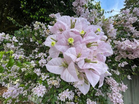 Bougainvillea