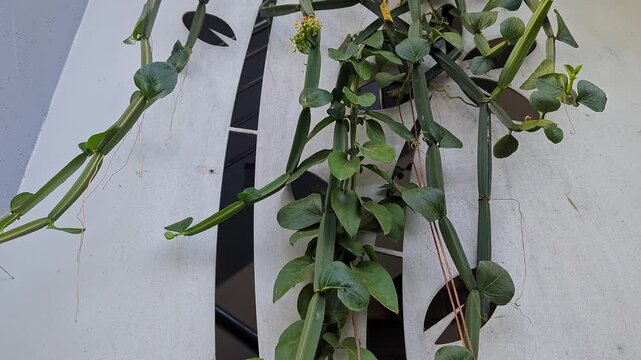 Closeup view of veldt grape plant climbing on wall showing green trailing vine growth