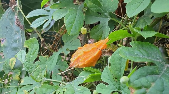 Closeup view of fully ripe yellow bitter gourd showing wrinkled texture and mature form