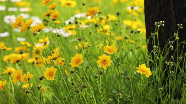The blooming Leucanthemum maximum in the park.